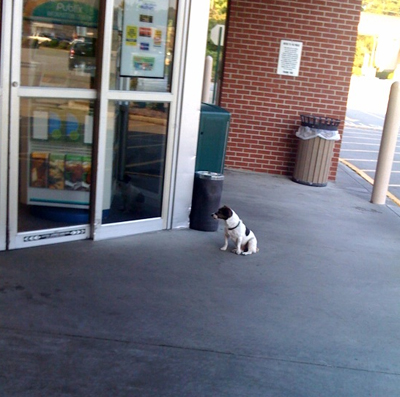 Patient Dog Patient Dog