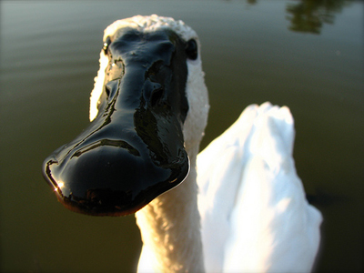 Swan Face