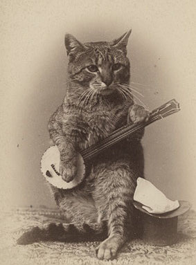 Cat Playing Banjo