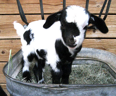 Goat In A Bucket