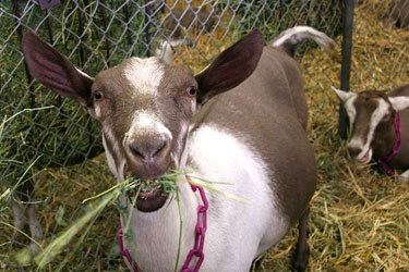 Goats in Pink Chains