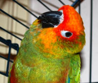 Herman