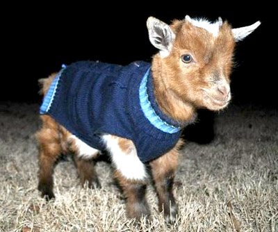 Goat in Sweater