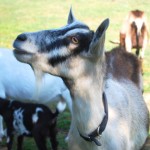 Goat Awareness Month