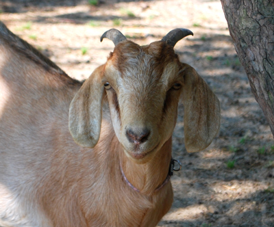 Smiling Goat